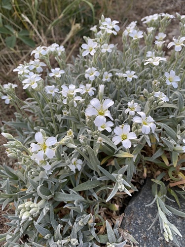 Snow in summer (Cerastium tomentosum)