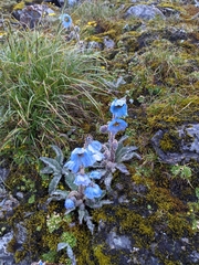 Meconopsis horridula