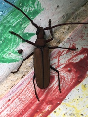 Aegolipton marginale