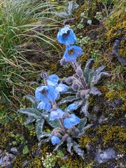 Meconopsis horridula