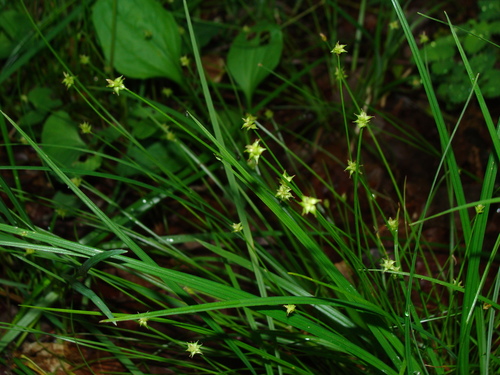 Carex fulta iNat (3)