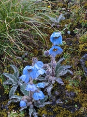 Meconopsis horridula