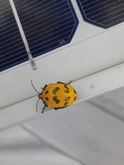 Tectocoris diophthalmus