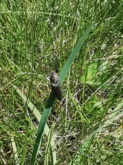 Actenicerus siaelandicus