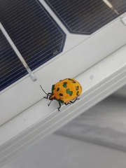 Tectocoris diophthalmus