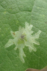Calycomyza platyptera