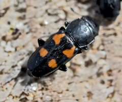 Glischrochilus quadripunctatus