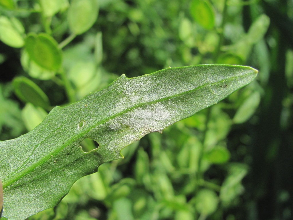 Hyaloperonospora thlaspeos-arvensis