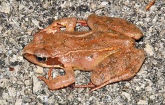Rana dalmatina