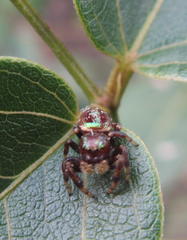 Parnaenus