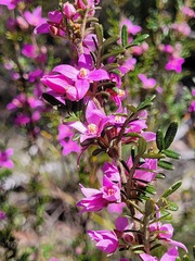 Boronia amabilis