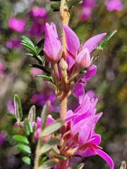Boronia amabilis