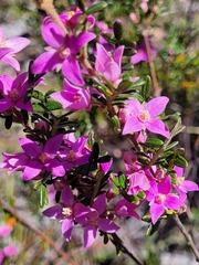 Boronia amabilis
