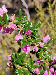 Boronia amabilis