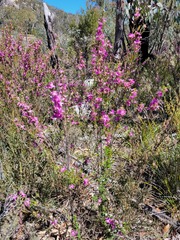 Boronia amabilis
