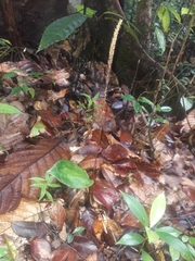 Prescottia stachyodes