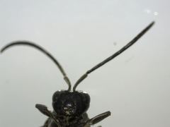 Evania appendigaster