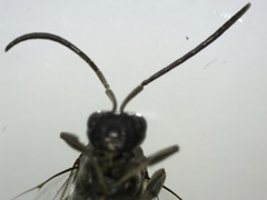 Evania appendigaster