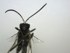 Evania appendigaster