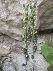 Draba breweri