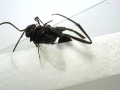 Evania appendigaster