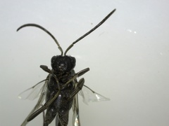 Evania appendigaster