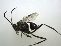 Evania appendigaster