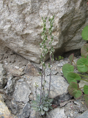 Draba breweri