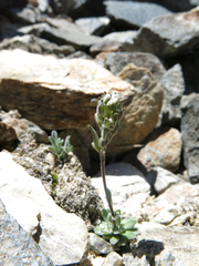Draba breweri