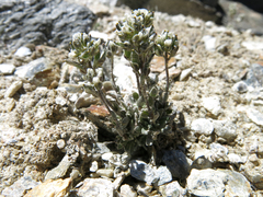 Draba breweri