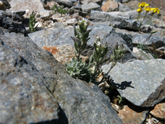 Draba breweri