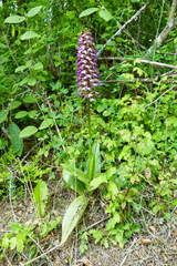 Orchis purpurea