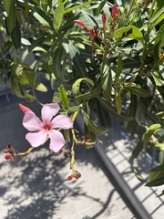 Nerium oleander