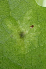 Calycomyza platyptera