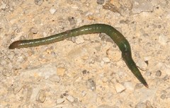 Aporrectodea smaragdina