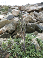 Draba breweri