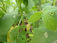 Calycomyza platyptera