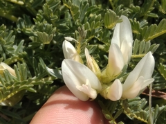 Astragalus angustifolius