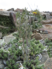 Draba breweri