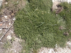 Astragalus angustifolius