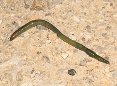 Aporrectodea smaragdina