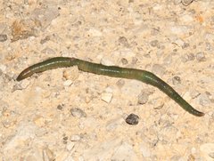 Aporrectodea smaragdina