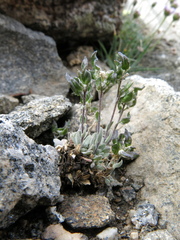 Draba breweri