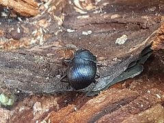 Accanthopus velikensis