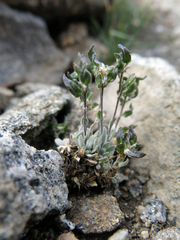 Draba breweri