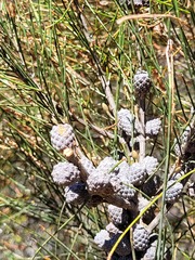 Allocasuarina rupicola