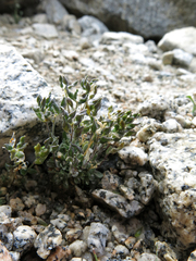 Draba breweri
