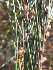 Allocasuarina rupicola