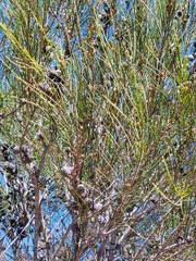Allocasuarina rupicola
