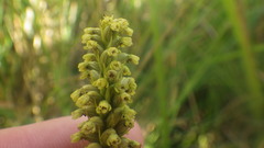 Benthamia melanopoda image